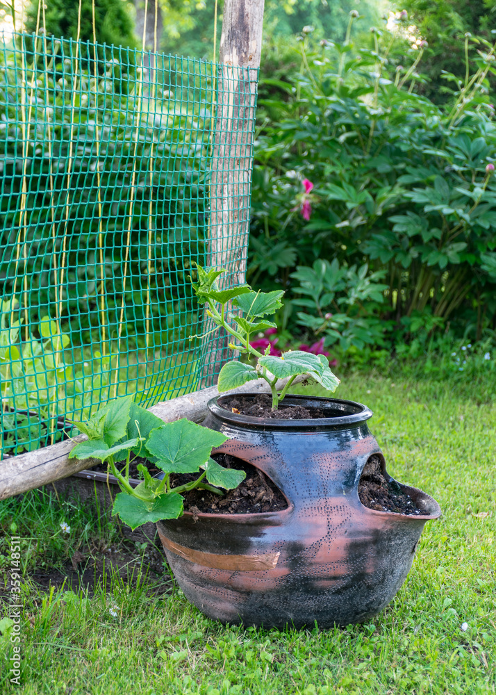 a dark clay pot planted with cucumber seedlings, garden decor, summer a dark clay pot planted with cucumber seedlings, garden decor, summer