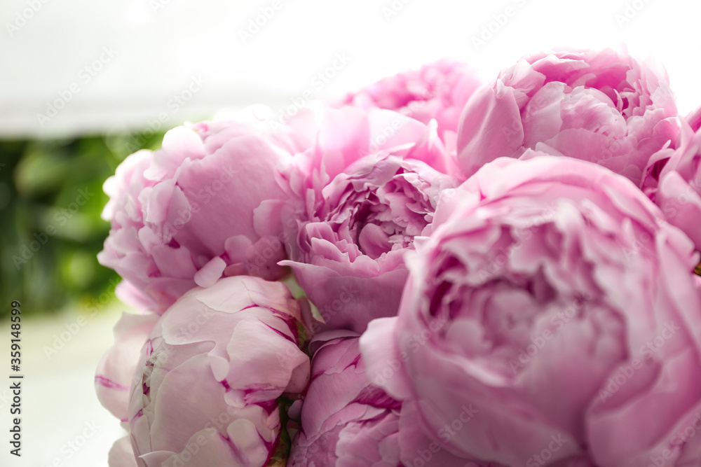 Fototapeta Beautiful fresh pink peonies indoors, closeup view