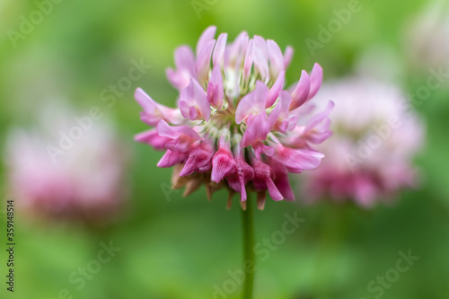Close up photo. Pink flower clover. Nature. Background. 