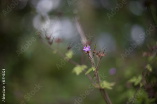 purple flower in the forest © Andrea
