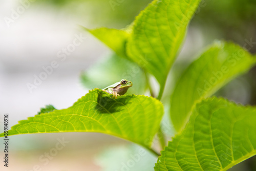 葉っぱの上にいる小さなカエル