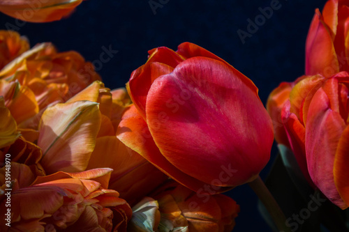 orange and red tulips on a dark blue background