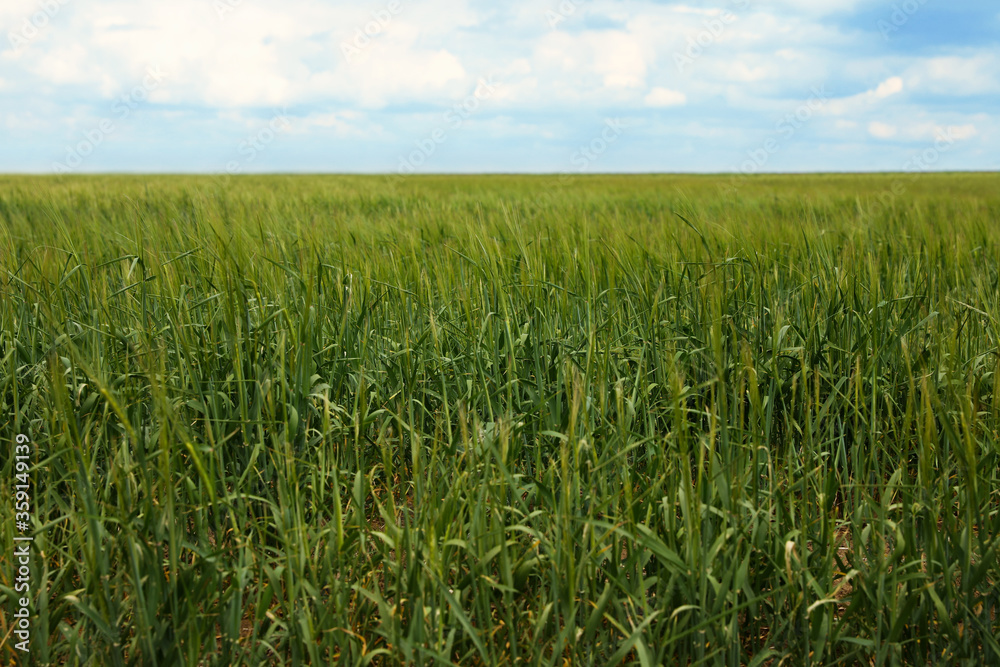 Agricultural field with ripening cereal crop under cloudy sky Agricultural field with ripening cereal crop under cloudy sky