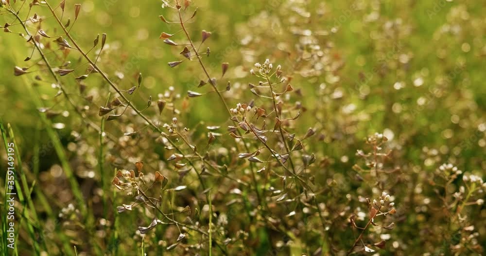 Wild flowers growing in summer in green field Wild flowers growing in summer in green field