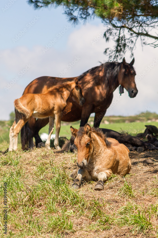 Vertical view of mountain horse with foal in a meadow looking at a foal waking up. Horses for meat. Vertical view of mountain horse with foal in a meadow looking at a foal waking up. Horses for meat.