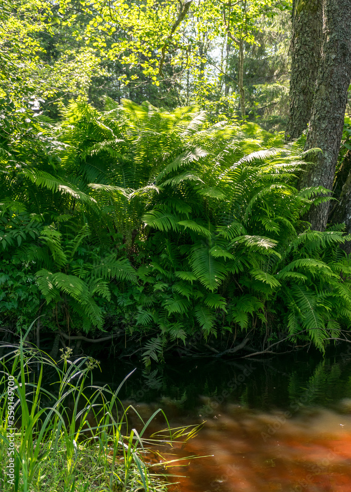 landscape with forest river reflection view, green forest river view landscape with forest river reflection view, green forest river view