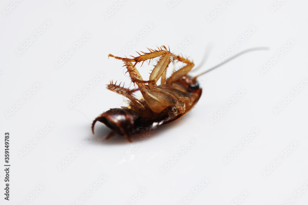 Dead brown cockroach after aplication of insect repellent for pest controlling. Close up shot on a white isolated background. Dead brown cockroach after aplication of insect repellent for pest controlling. Close up shot on a white isolated background.