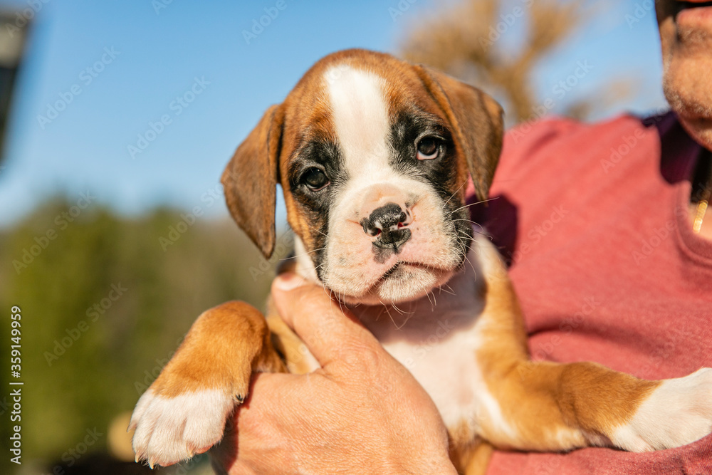 Close up of a man holding adorable boxer puppy in his arms