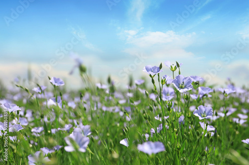 Beautiful view of blooming flax field on summer day photo