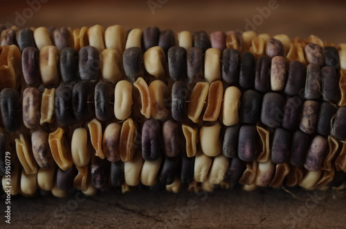Purple corn or flint corn is a different corn on the wood floor at close range.Zea mays ceratina