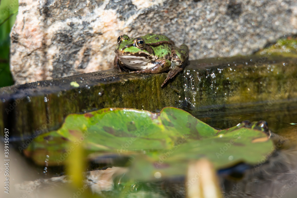 edible frog (Pelophylax esculentus) at a pond edible frog (Pelophylax esculentus) at a pond