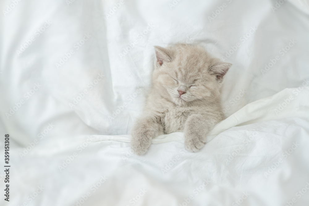 Cute kitten sleeps under blanket on a bed at home. Top down view. Empty space for text Cute kitten sleeps under blanket on a bed at home. Top down view. Empty space for text