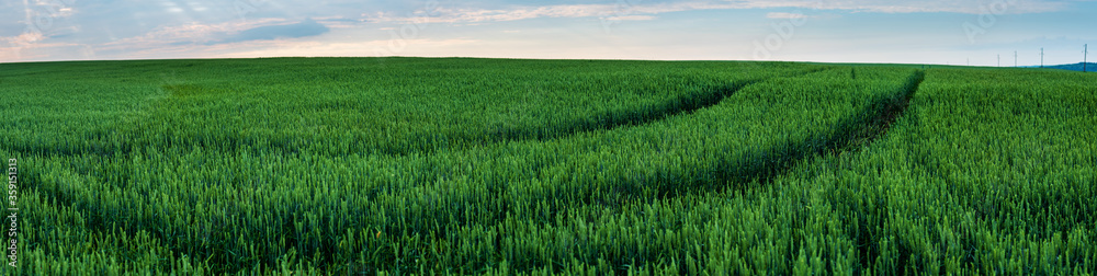 Panorama. Field of ripening green wheat. beautiful view in summer early.