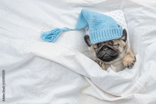 Cute Pug puppy wearing warm hat sleeps on pillow under blanket at home. Top view. Empty space for text