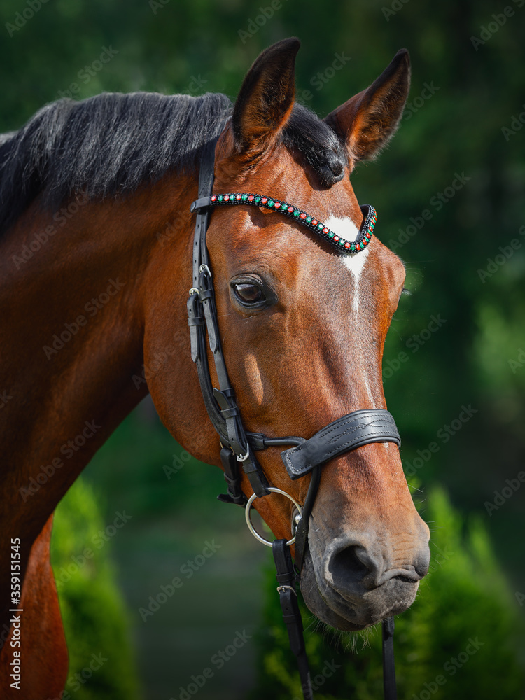 Fototapeta premium portrait of beautiful gelding horse in bridle on forest background in summer