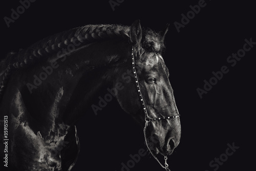 portrait of stunning friesian stallion on black background 