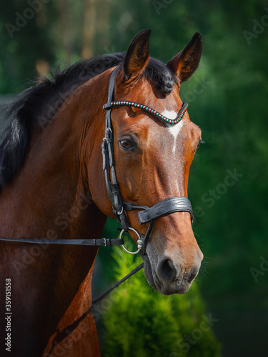 portrait of beautiful gelding horse in bridle on forest background in summer