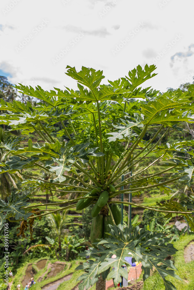 Obraz premium Tegallalang, Bali. Near the cultural village of Ubud is an area known as Tegallalang that boasts the most dramatic terraced rice fields in all of Bali.