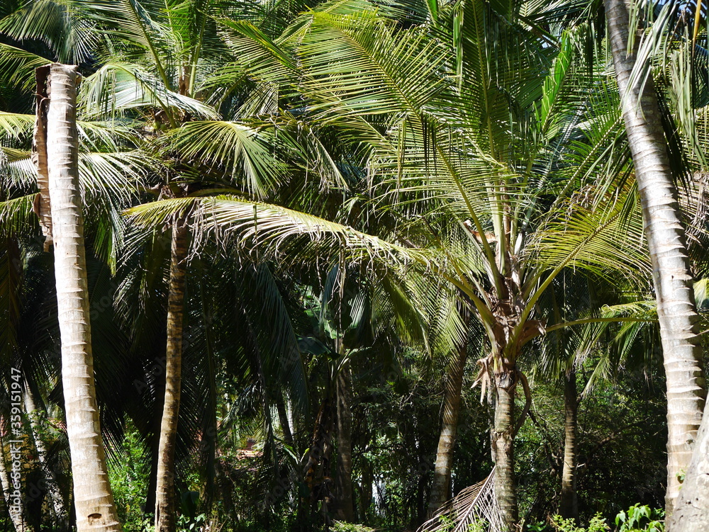 Naklejka premium Sri Lanka
