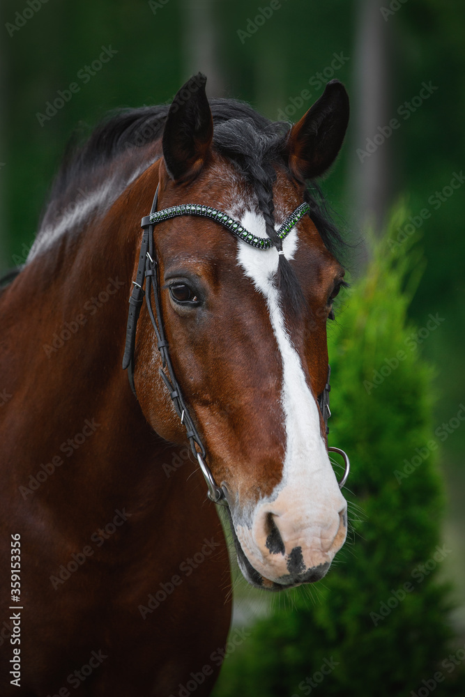 portrait of old mare horse in bridle in summer on forest background