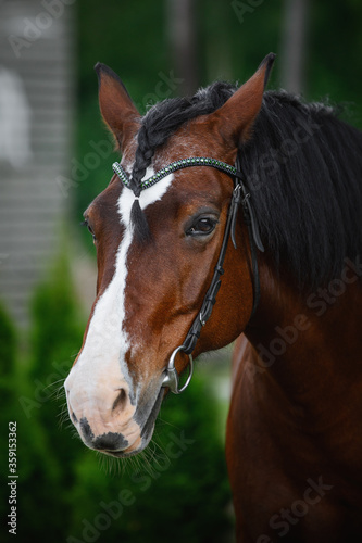 portrait of old mare horse in bridle in summer on forest background