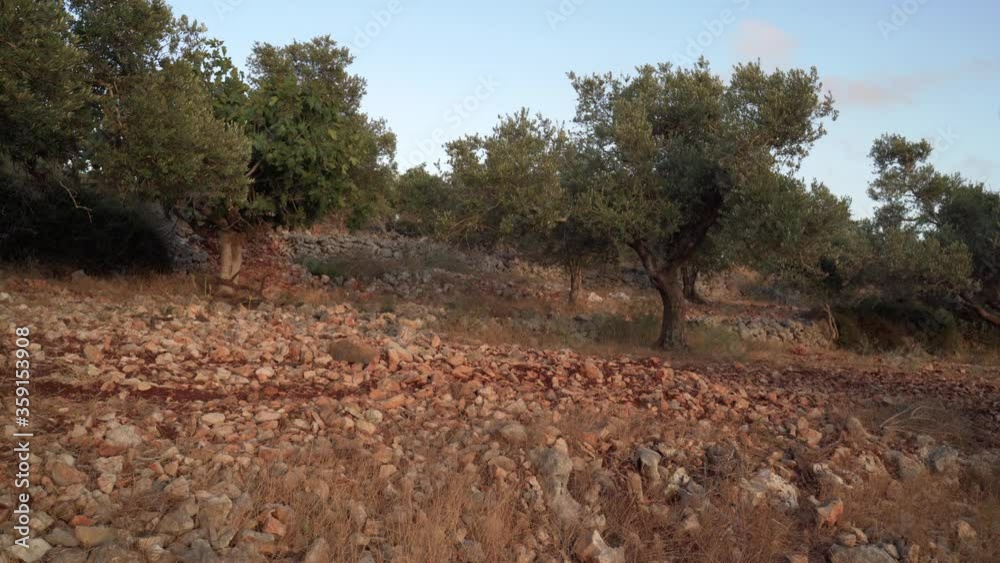 Summer landscape of olive plantations in Samaria, Israel Summer landscape of olive plantations in Samaria, Israel