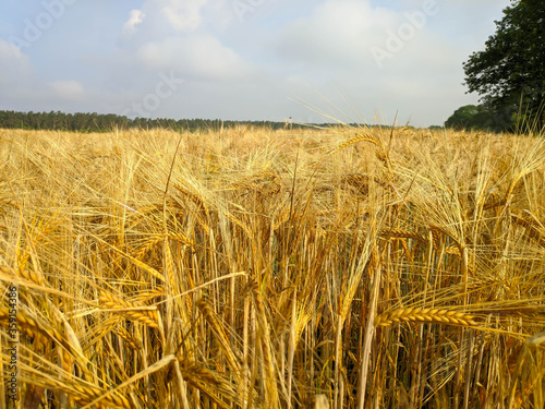 Gersten Feld im Sommer  photo