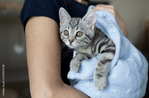 Fototapeta Naklejka Na Ścianę i Meble -  Young grey striped kitten on the hands of owner. Cat wrapped in blue knitted blanket. Close-up portrait of cat, indoor.