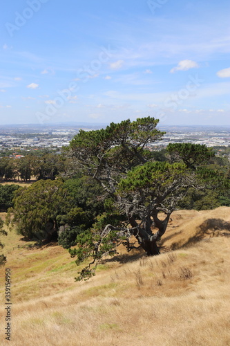 Arbre sur la colline Maungakiekie, parc Cornwall à Auckland, Nouvelle Zélande	 photo