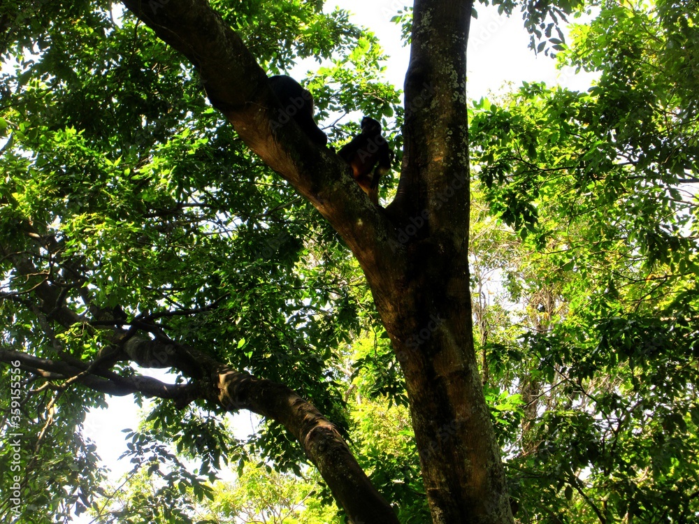 Fototapeta premium An old green tree in a dense forest