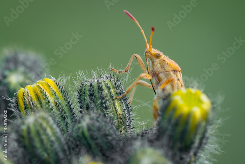 Beetle on a cactus. Green bug on a large cactus. Macro. Mustache.
