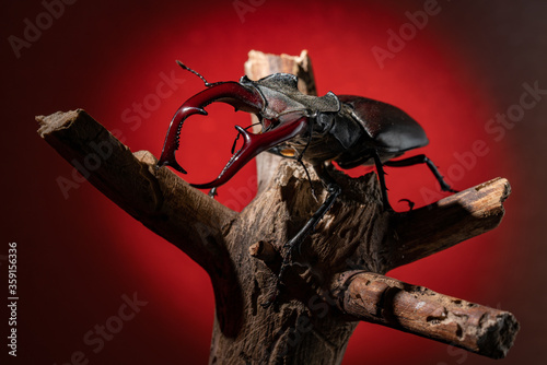 Beetle deer close-up. Large horned beetle on a branch. Black background. Contrast.