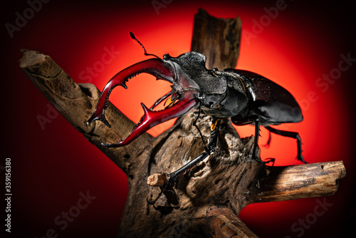 Beetle deer close-up. Large horned beetle on a branch. Black background. Contrast.
