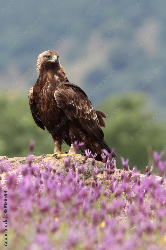 Fototapeta premium Golden Eagle adult female among purple flowers with the first morning lights