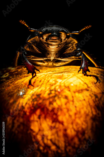 Beetle on a luminous stone. Dragon on the mountain of gold. Female deer beetle. Macro. Guardian Treasure