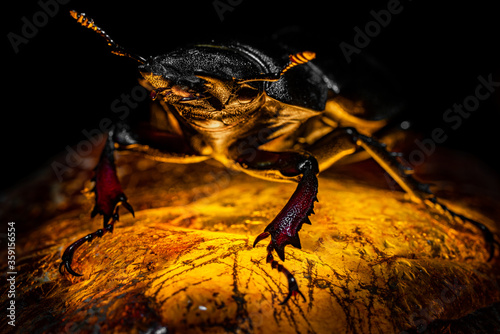 Beetle on a luminous stone. Dragon on the mountain of gold. Female deer beetle. Macro. Guardian Treasure