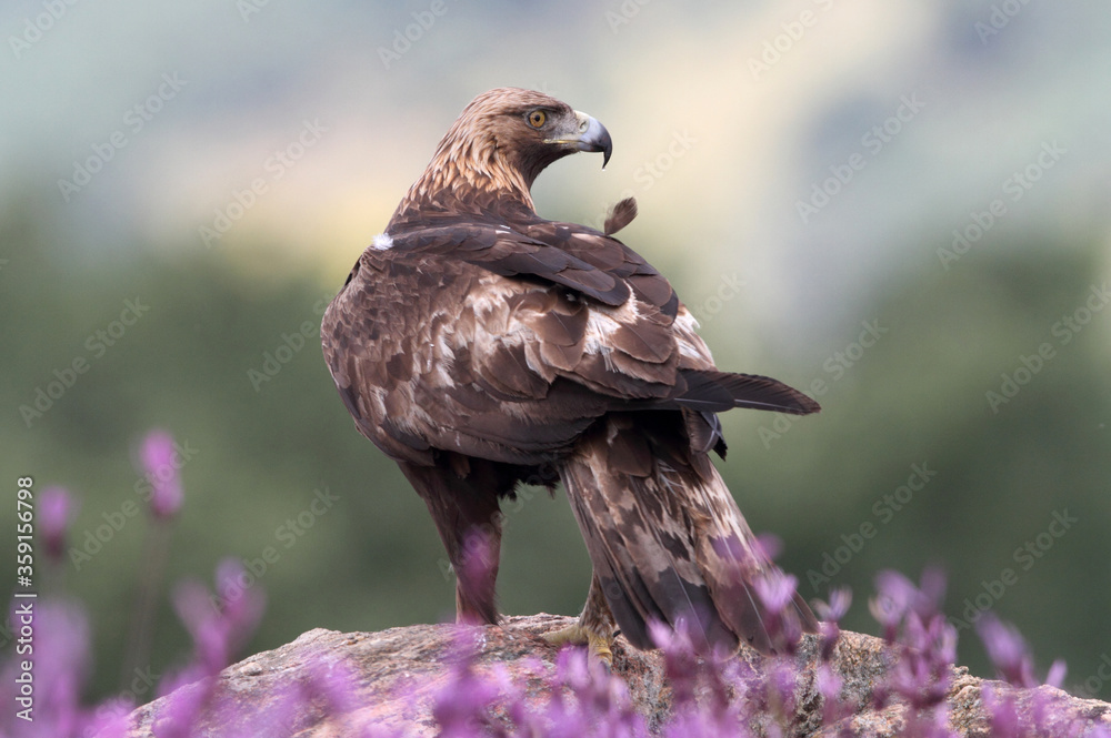 Fototapeta premium Golden Eagle adult male with the first light of dawn among purple flowers
