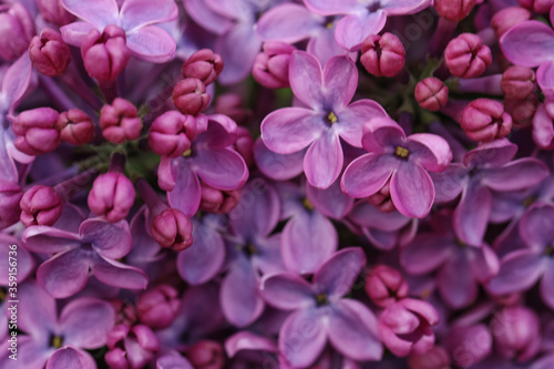 Closeup view of beautiful blossoming lilac as background © New Africa