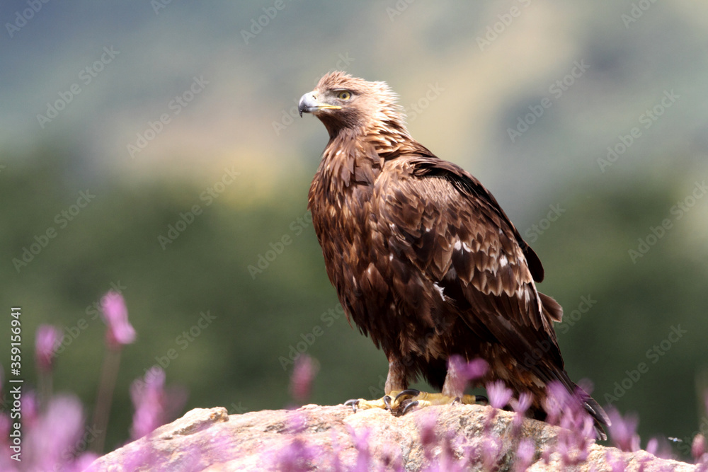 Golden Eagle adult male with the first light of dawn among purple flowers Golden Eagle adult male with the first light of dawn among purple flowers