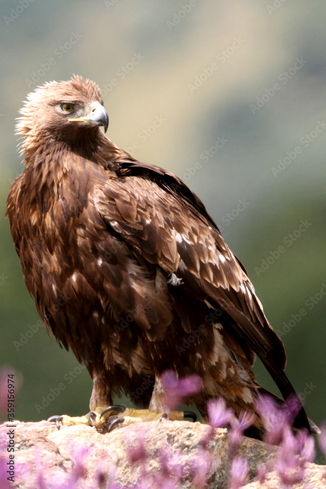 Fototapeta premium Adult female of Golden eagle among purple flowers with the first light of day