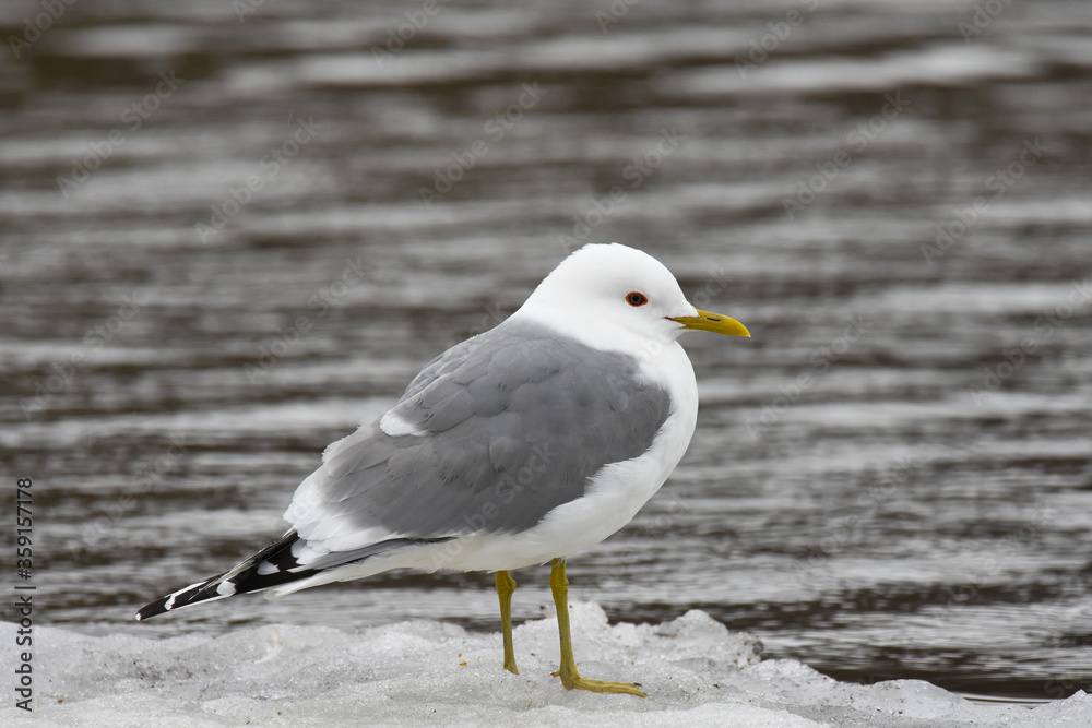 A Mew Gull sits on the shore of the Alaskan coastline in early spring. A Mew Gull sits on the shore of the Alaskan coastline in early spring.