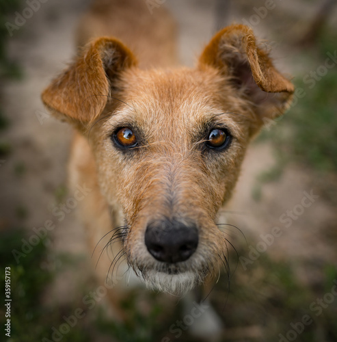 Portrait of a ginger dog. Close-up of a dog's face. Pet Photo