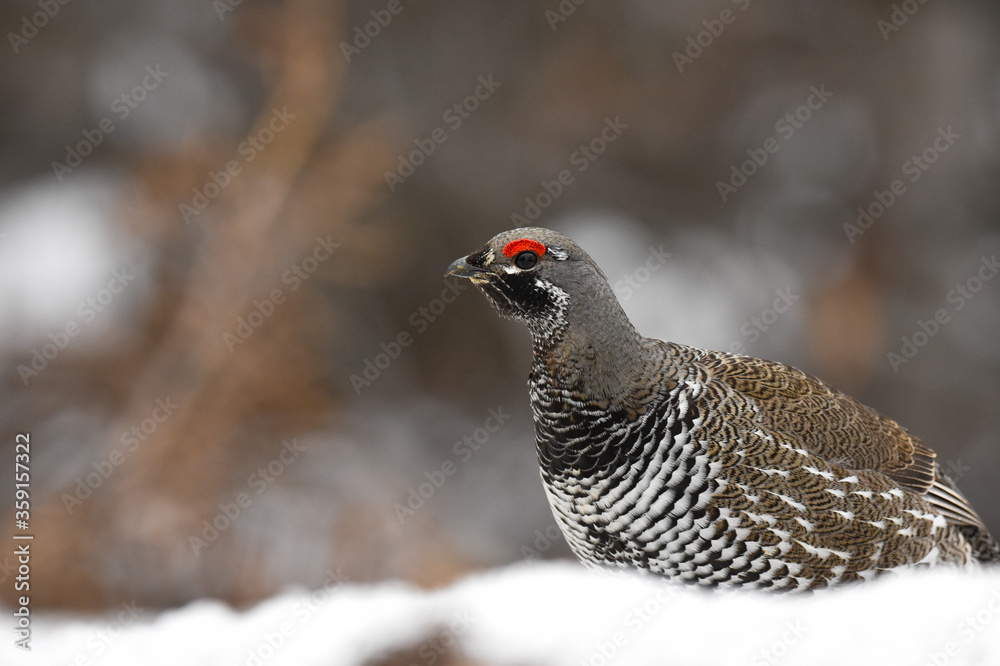 A Spruce Grouse wanders through the Alaskan forest. A Spruce Grouse wanders through the Alaskan forest.