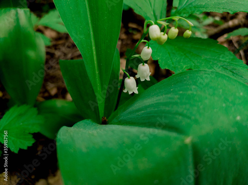 bell flower among grass in the afternoon