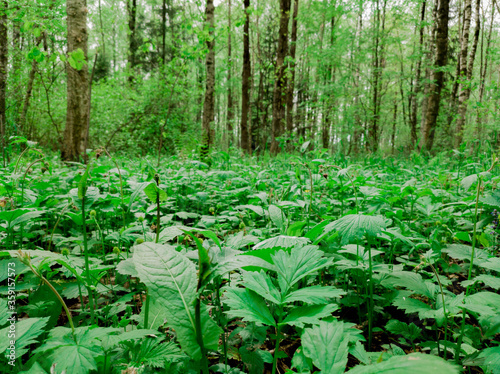 green grass in the afternoon forest
