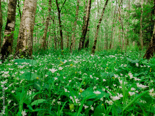 blooming daisies in the forest during the day