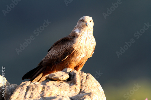 Black kite with the last lights of day
