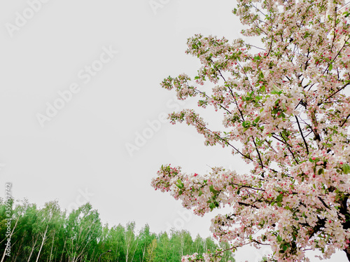 blooming pink flowers on a tree in the afternoon
