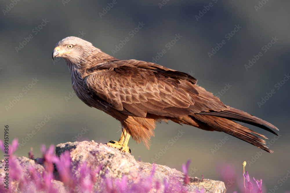 Black kite photographed in the early morning among purple flowers Black kite photographed in the early morning among purple flowers