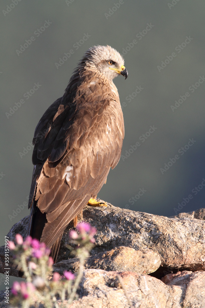 Black kite with the last lights of day Black kite with the last lights of day